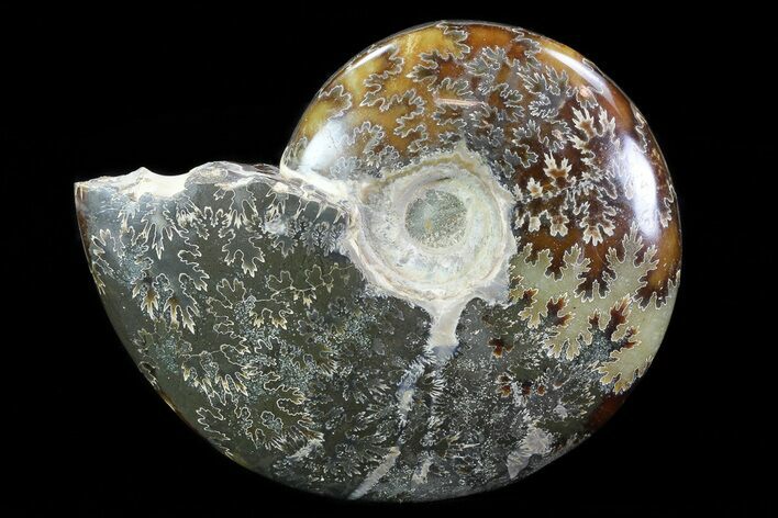Polished, Agatized Ammonite (Cleoniceras) - Madagascar #75966